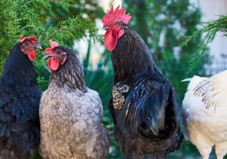 Anatomy of the Intestine in Poultry