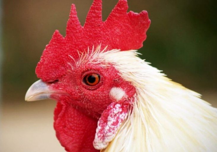 Tannins in Poultry Nutrition